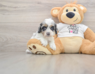 8 week old Cockapoo Puppy For Sale - Seaside Pups