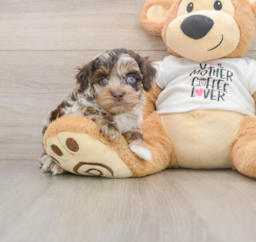 5 week old Cockapoo Puppy For Sale - Seaside Pups