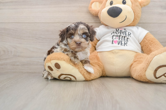 Sweet Cockapoo Baby