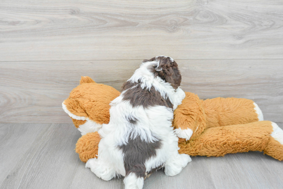 Best Cockapoo Baby