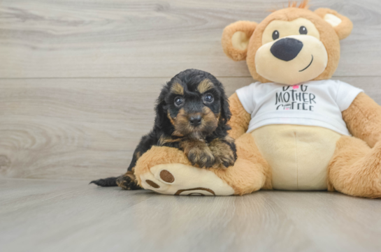 Happy Cockapoo Baby