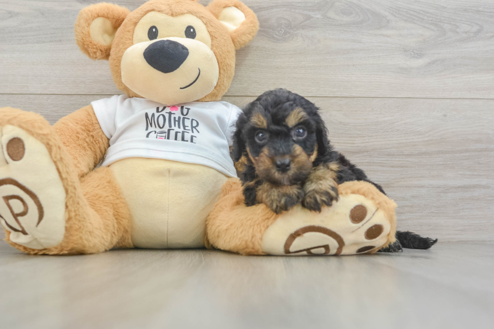 Cute Cockapoo Baby