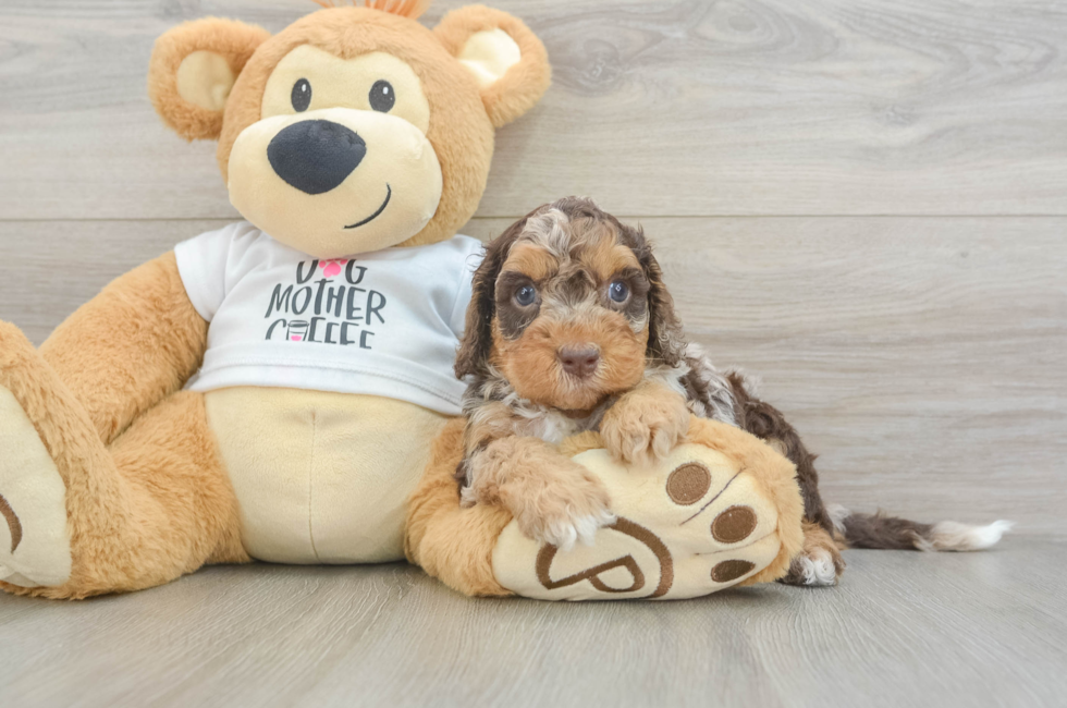 5 week old Cockapoo Puppy For Sale - Seaside Pups