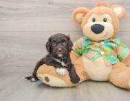 7 week old Cockapoo Puppy For Sale - Seaside Pups