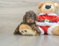 5 week old Cockapoo Puppy For Sale - Seaside Pups