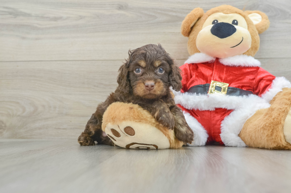 6 week old Cockapoo Puppy For Sale - Seaside Pups