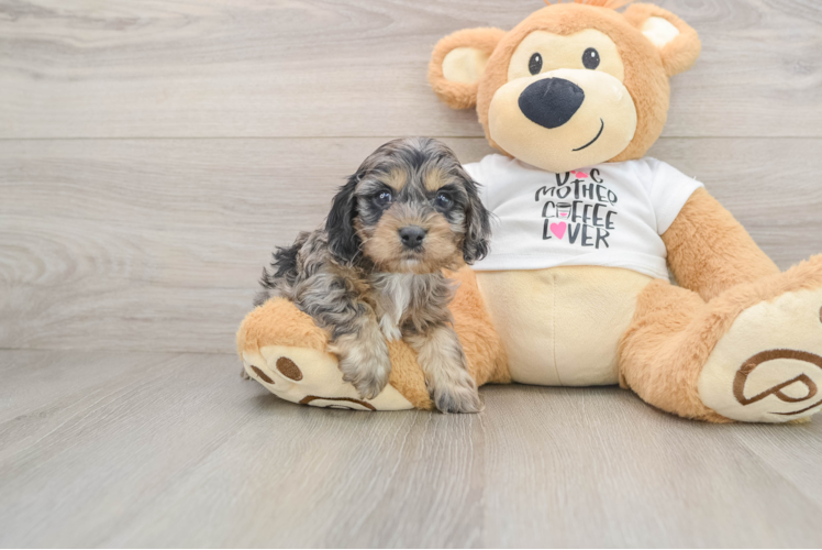 Cockapoo Puppy for Adoption