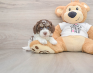 8 week old Cockapoo Puppy For Sale - Seaside Pups