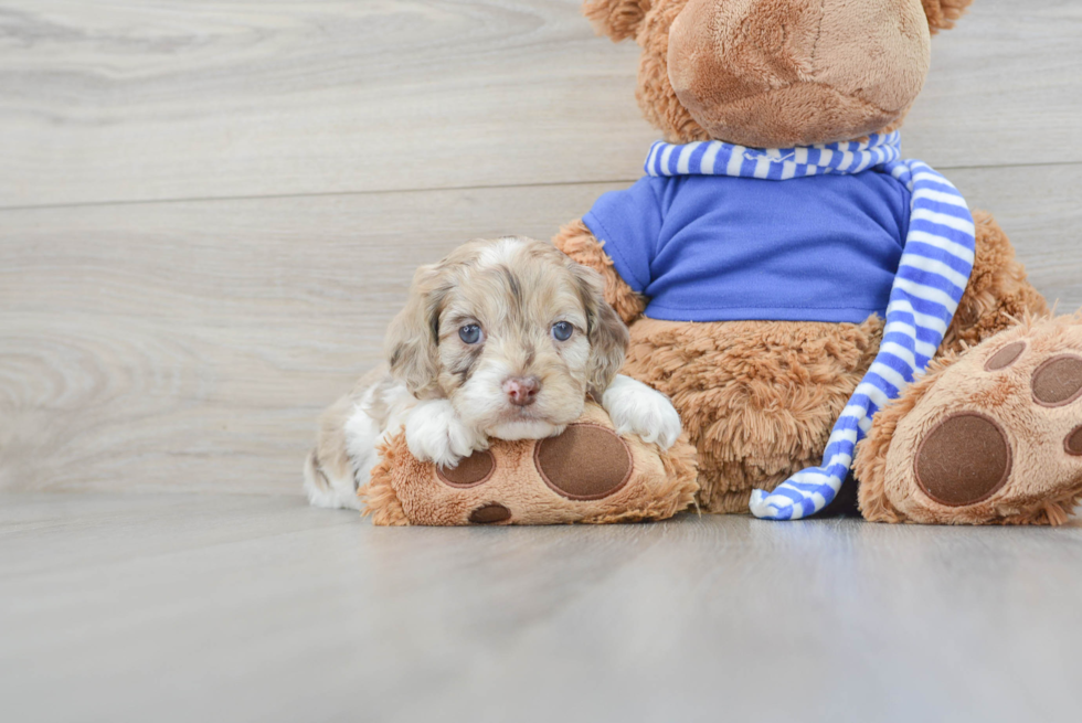 Cockapoo Puppy for Adoption