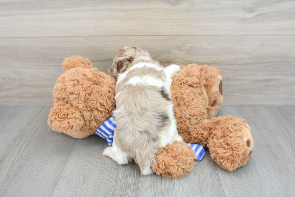 Cockapoo Pup Being Cute