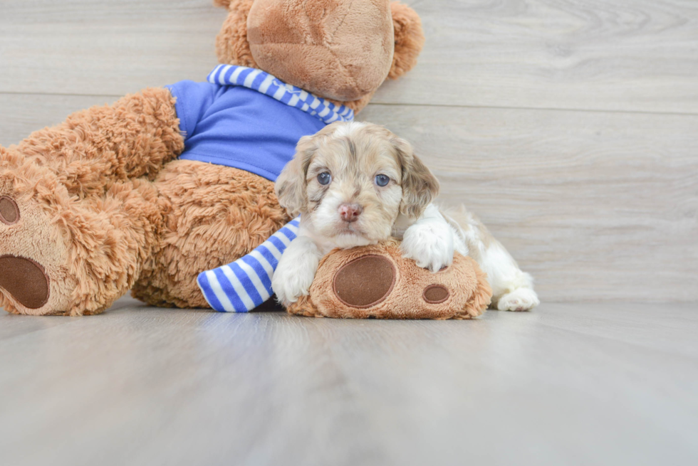 Cockapoo Puppy for Adoption