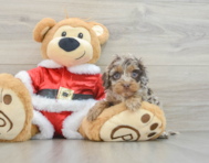 5 week old Cockapoo Puppy For Sale - Seaside Pups