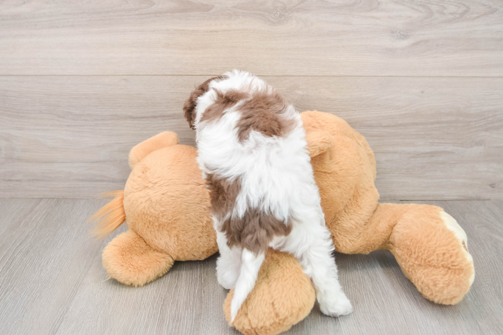 Energetic Cocker Doodle Poodle Mix Puppy
