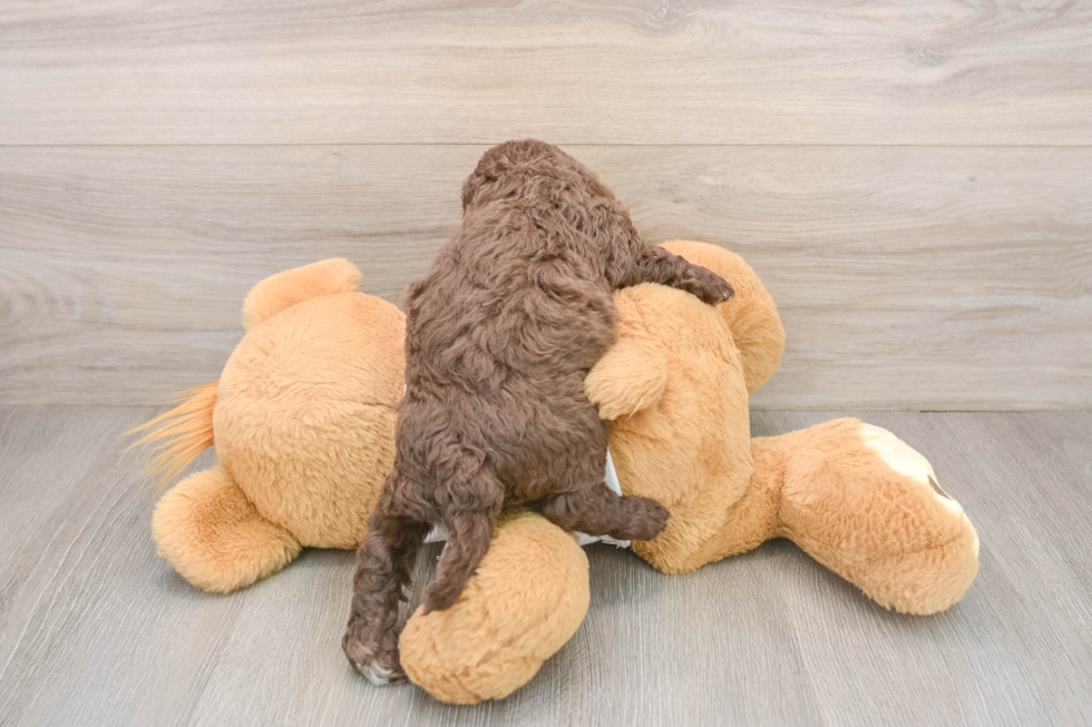 Sweet Cockapoo Baby