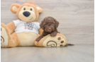 Best Cockapoo Baby