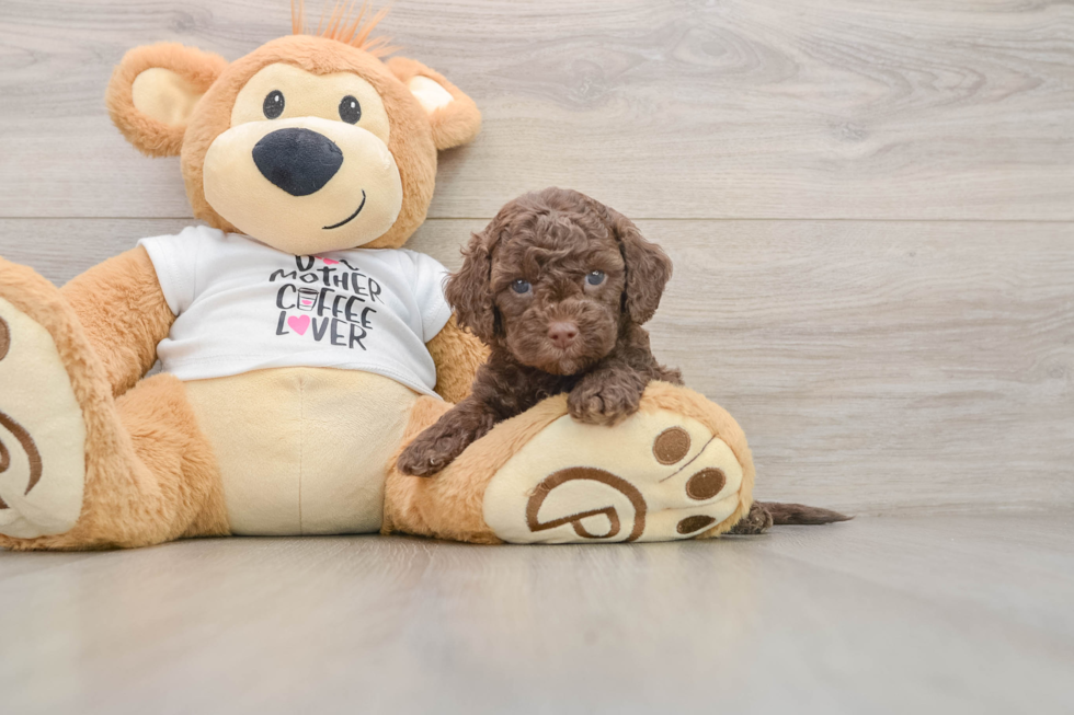 Best Cockapoo Baby