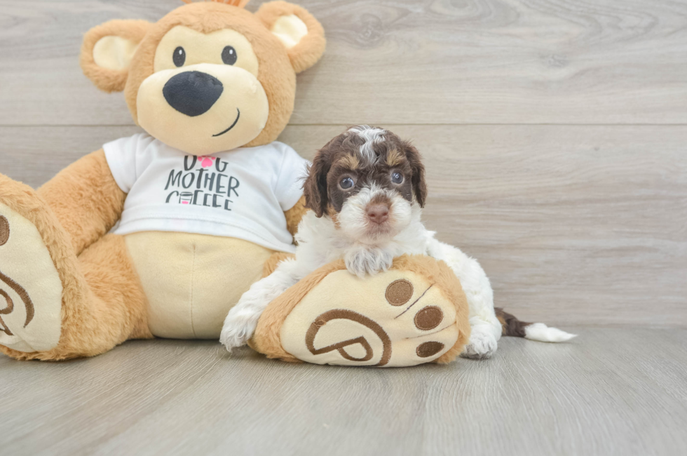 5 week old Cockapoo Puppy For Sale - Seaside Pups