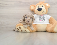 5 week old Cockapoo Puppy For Sale - Seaside Pups