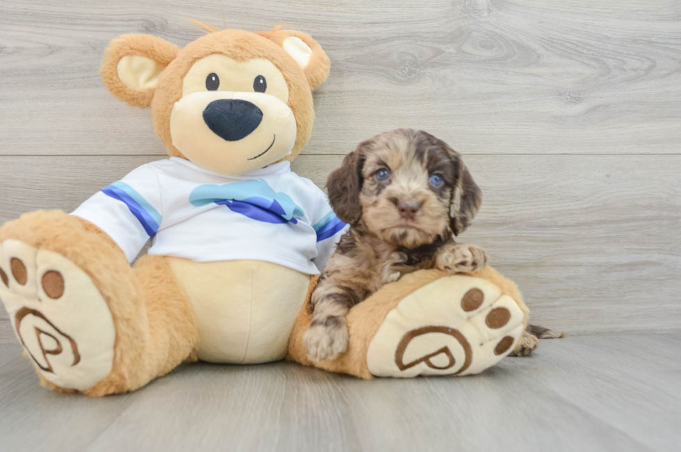 5 week old Cockapoo Puppy For Sale - Seaside Pups