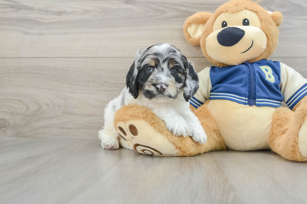 6 week old Cockapoo Puppy For Sale - Seaside Pups