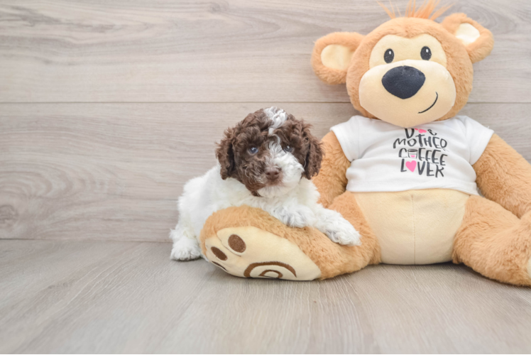 Little Cocker Doodle Poodle Mix Puppy