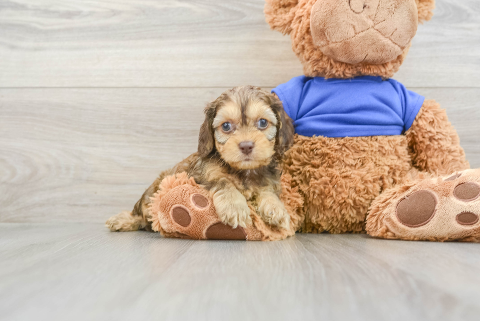 Cockapoo Puppy for Adoption