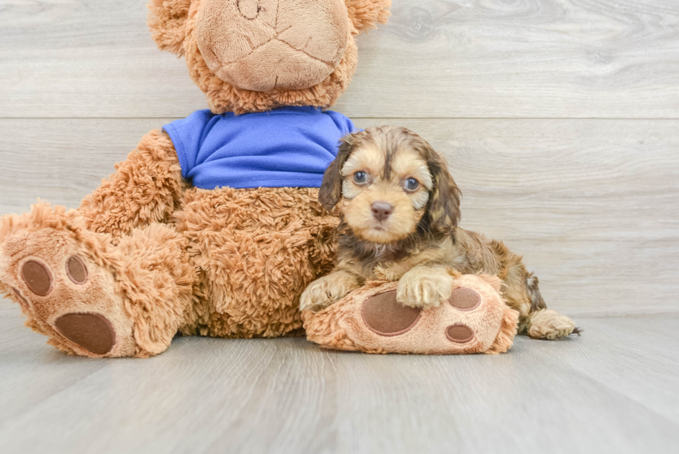 Hypoallergenic Cocker Doodle Poodle Mix Puppy