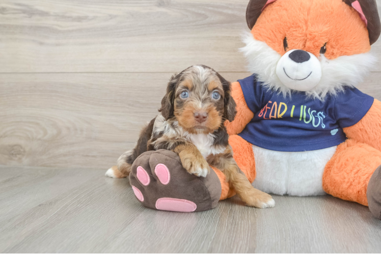 Friendly Cockapoo Baby