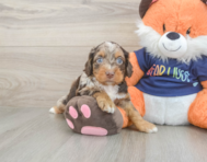 8 week old Cockapoo Puppy For Sale - Seaside Pups