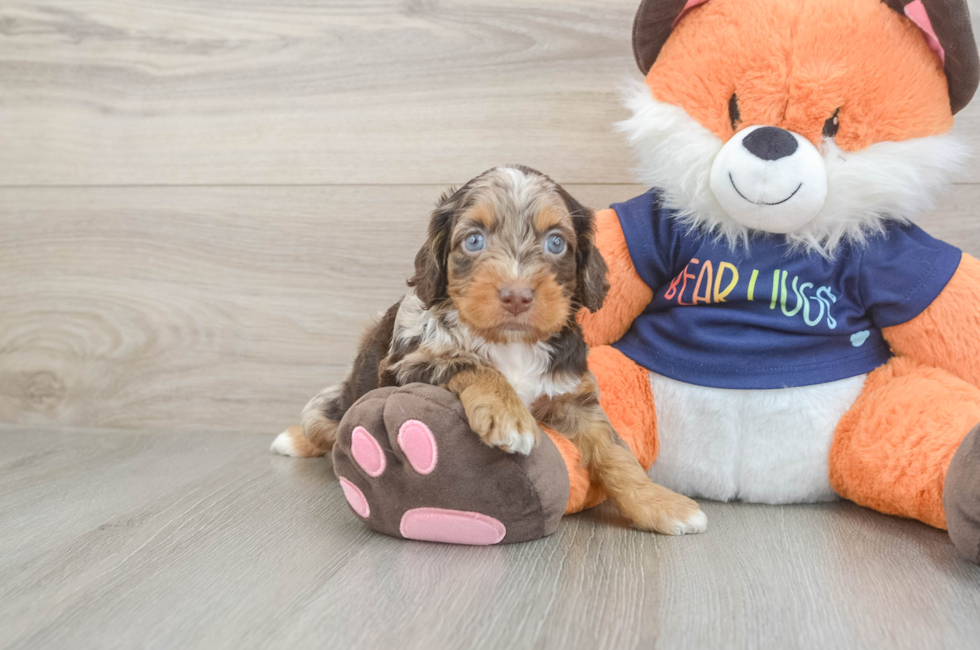 5 week old Cockapoo Puppy For Sale - Seaside Pups