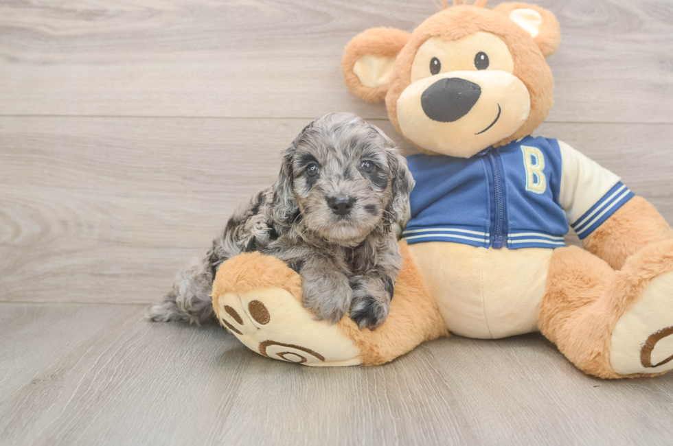 5 week old Cockapoo Puppy For Sale - Seaside Pups