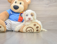 5 week old Cockapoo Puppy For Sale - Seaside Pups