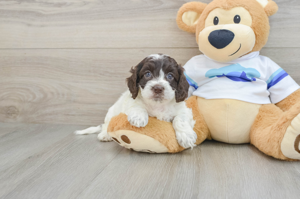 5 week old Cockapoo Puppy For Sale - Seaside Pups