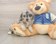 6 week old Cockapoo Puppy For Sale - Seaside Pups