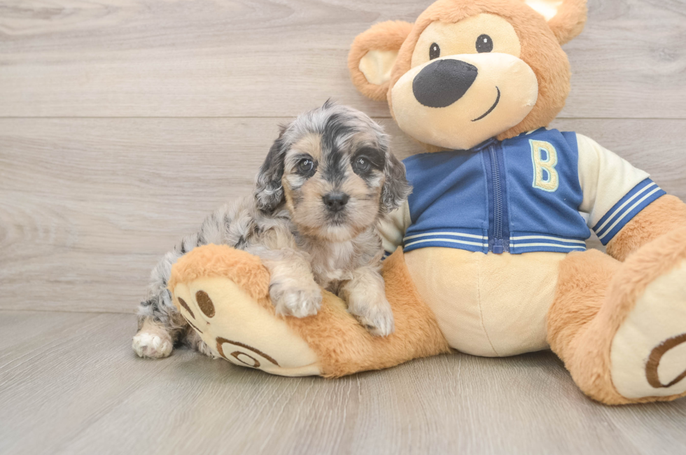 5 week old Cockapoo Puppy For Sale - Seaside Pups