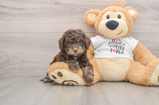 Fluffy Cockapoo Poodle Mix Pup