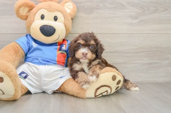 Hypoallergenic Cocker Doodle Poodle Mix Puppy