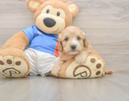 8 week old Cockapoo Puppy For Sale - Seaside Pups