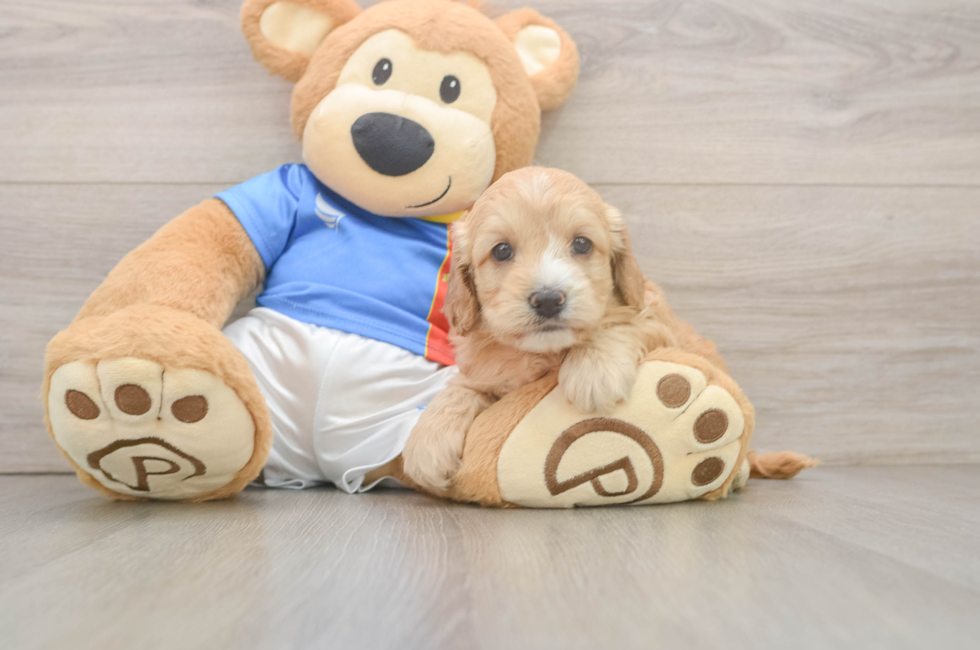 5 week old Cockapoo Puppy For Sale - Seaside Pups