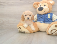 6 week old Cockapoo Puppy For Sale - Seaside Pups