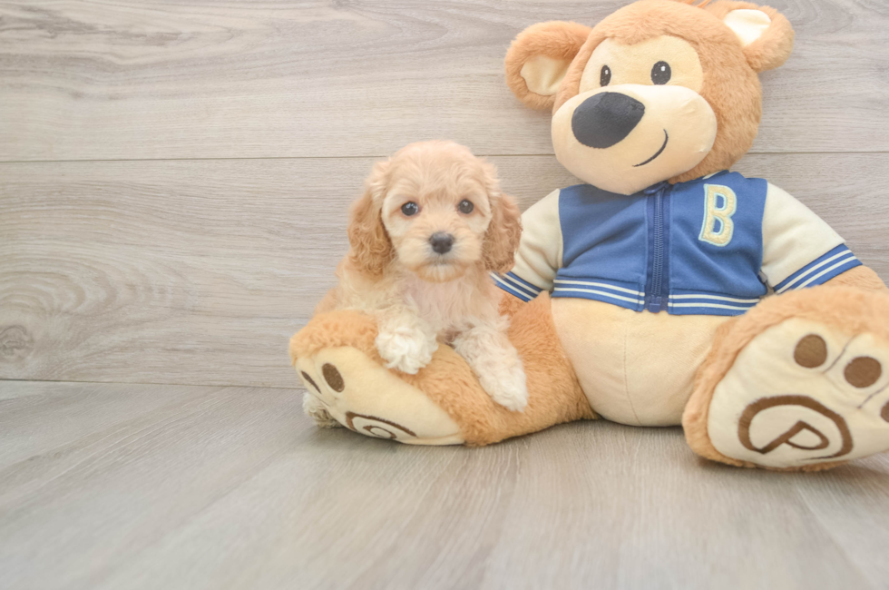 6 week old Cockapoo Puppy For Sale - Seaside Pups