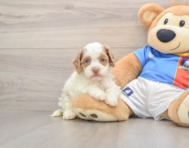 6 week old Cockapoo Puppy For Sale - Seaside Pups