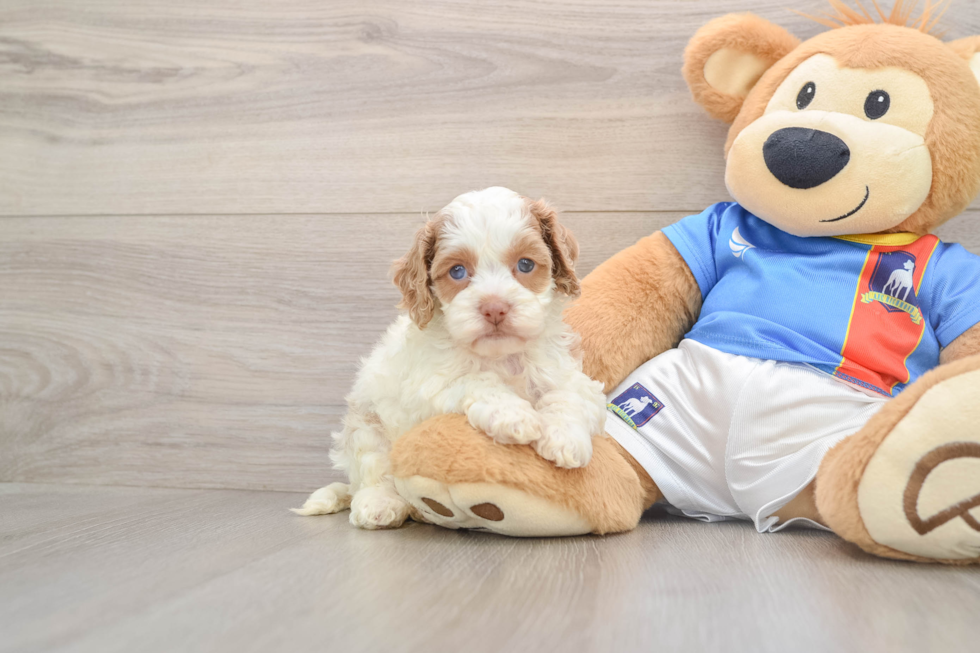 Cockapoo Pup Being Cute