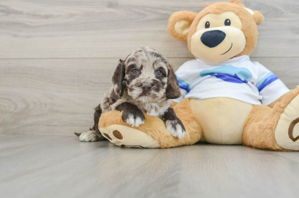 5 week old Cockapoo Puppy For Sale - Seaside Pups