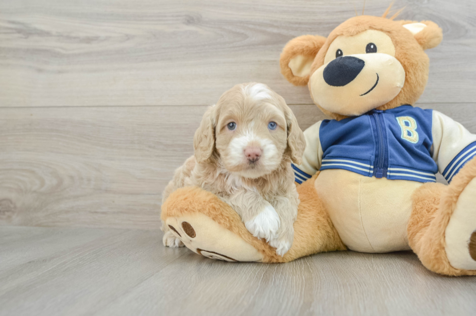 6 week old Cockapoo Puppy For Sale - Seaside Pups