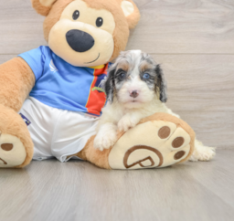 8 week old Cockapoo Puppy For Sale - Seaside Pups