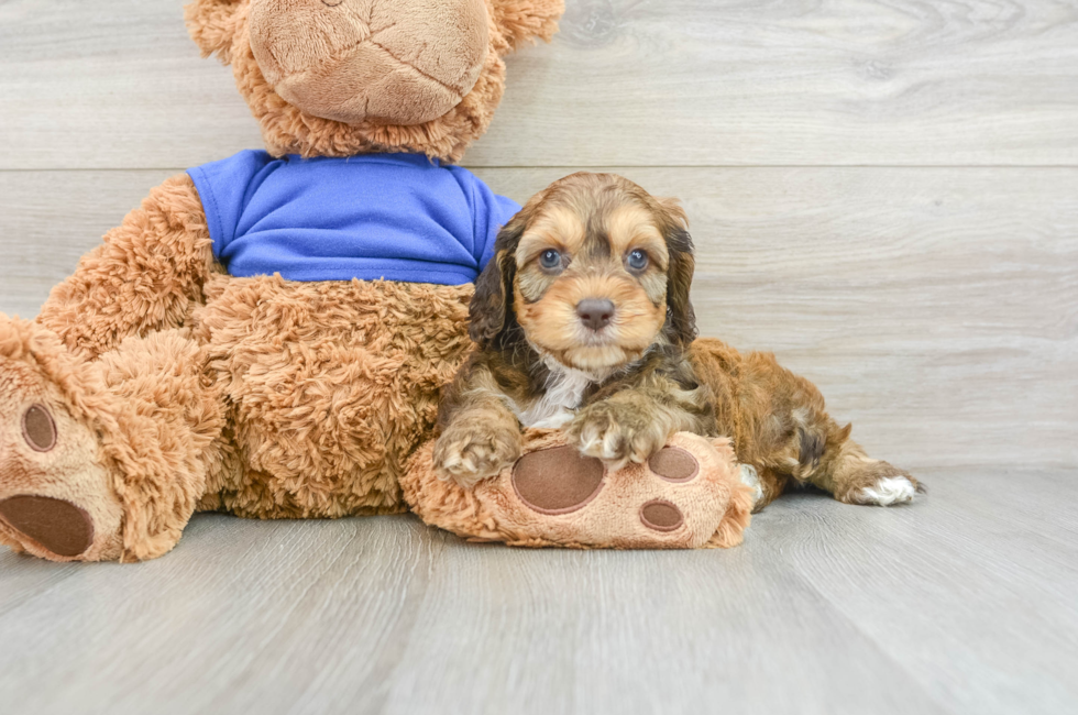 8 week old Cockapoo Puppy For Sale - Seaside Pups