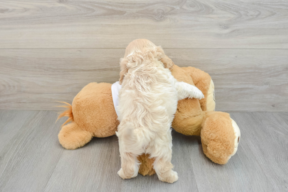 Friendly Cockapoo Baby