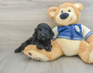 7 week old Cockapoo Puppy For Sale - Seaside Pups