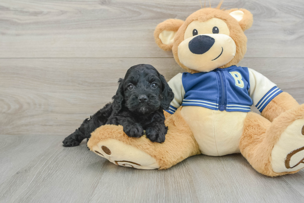 Funny Cockapoo Poodle Mix Pup